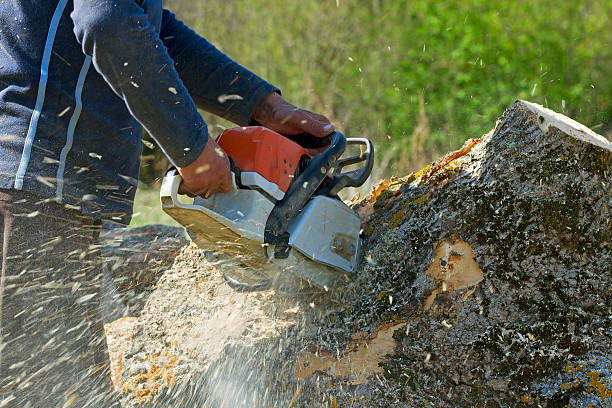 Best Lawn Pest Prevention  in Fairmont City, IL